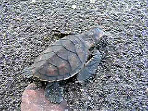 Video thumbnail — Hawksbill Hatchling Going to Sea