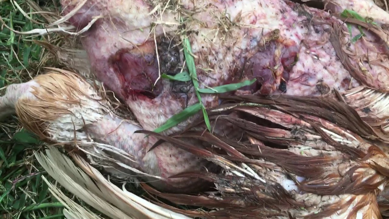 Watch video VISION DE CARNAGE ! MES PAUVRES POULES TUÉES PAR UN PRÉDATEUR !!! MA CHIENNE est-elle le RENARD VISION DE CARNAGE ! MES PAUVRES POULES TUÉES PAR UN PRÉDATEUR !!! MA CHIENNE est-elle le RENARD