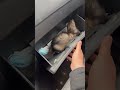 😱You Wont Believe What I Found in My Glove Box 😱 #funny #shorts #animals