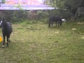 Crazy Horse Fart