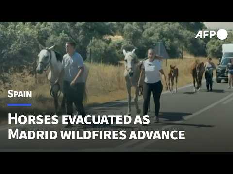 Video Thumbnail: Horses evacuated as smoke from Madrid wildfire fills the sky | AFP