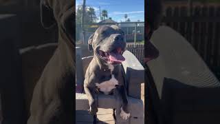 Video preview image #1 American Pit Bull Terrier-Unknown Mix Puppy For Sale in phoenix, AZ, USA