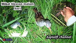 Download lagu Menangkap mikat tikusan di malam hari mp3