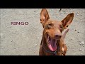 RINGO