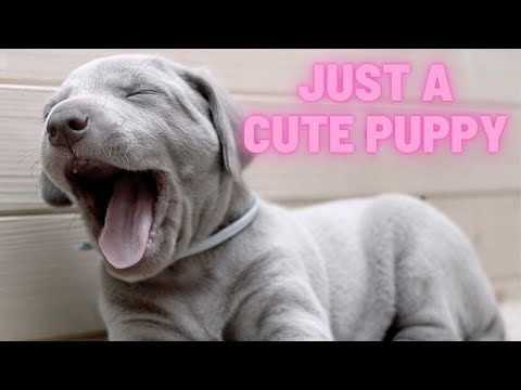 Don't Watch This Either