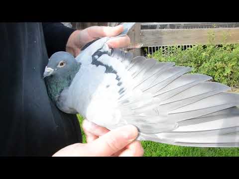 PL 0233 15 5075 RAUW SABLON PURE