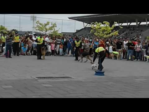 Perritos Policía saltando aro en llamas Parque Samanes