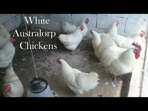 , title : 'White Australorp Chickens #Australorp #Australorpchicken #Australorpchickens'