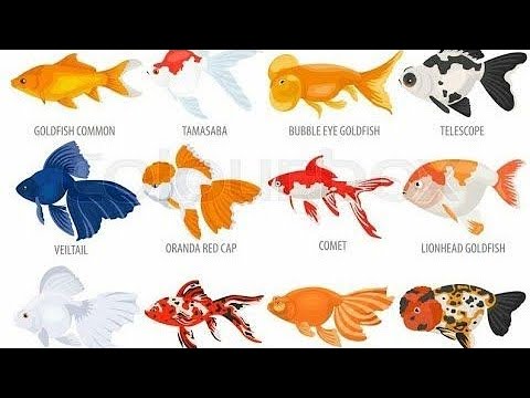 , title : '#Goldfish  All types of goldfish in one video'