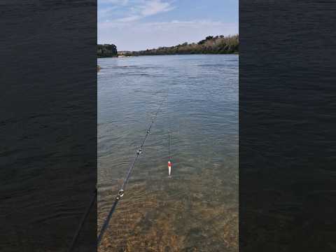 Pescaria Rio Ivaí - Guaporema, Paraná.