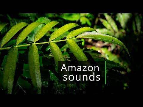 Amazon rainforest - Wildlife, nature and rain sounds