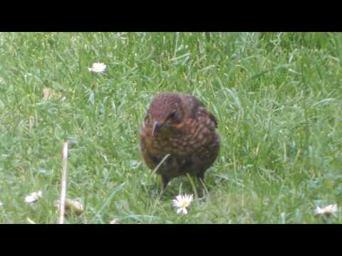 wildlife Juvenile Blackbird 14May17 Cambridge UK 448p