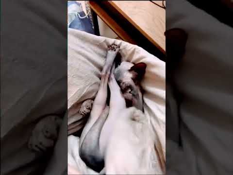 Lady Uncovering the face || Sleeping The Cats With Legs Up || #shorts