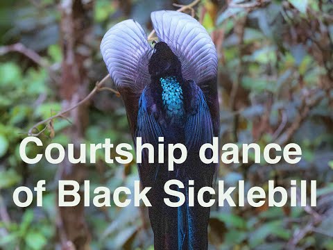 Black Sicklebill Courtship Dance in Papua | Bird-of-Paradise Magic