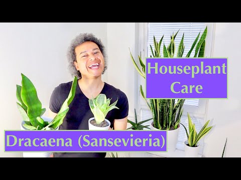 Dracaena (Sansevieria) - Houseplant Care Tips