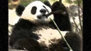 Quiet Dog by Mos Def (Panda Remix)