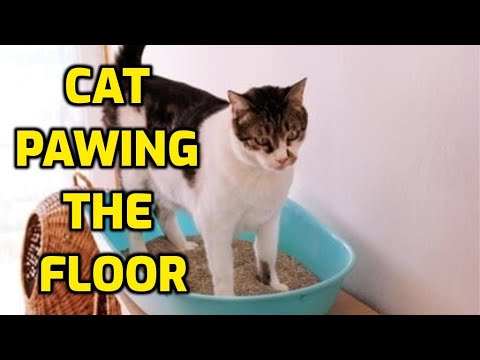 YouTube video about: Why does my cat scratch the mirror?