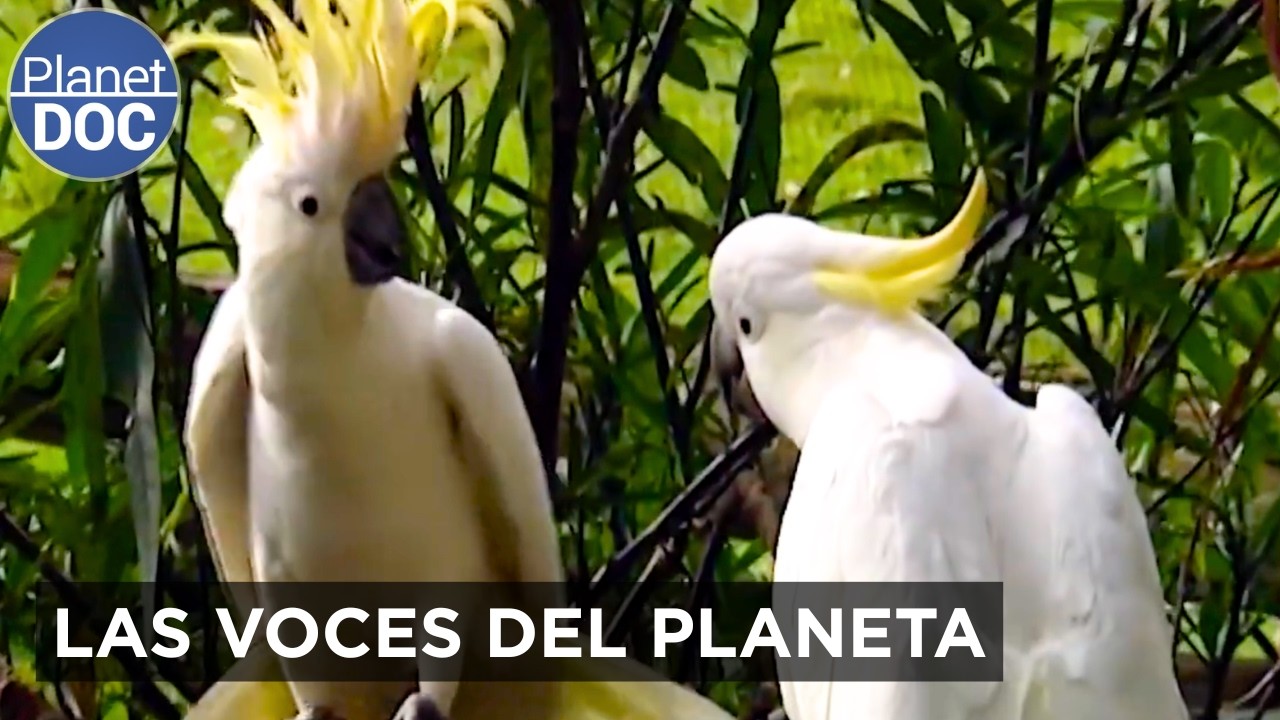 FRECUENCIAS Salvajes: Los SONIDOS más Asombrosos del Mundo Natural | Planet DOC