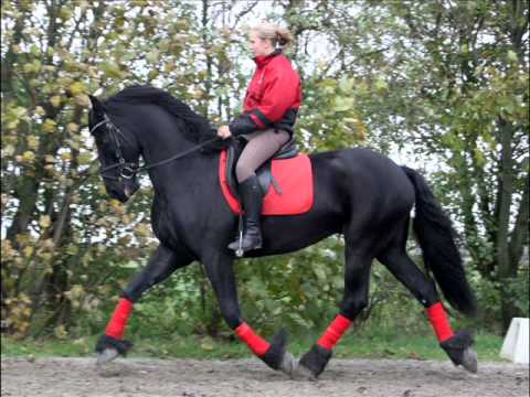 Stalokkema's Ids v.Sibald (sold)