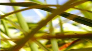 Christopher Bissonnette - Travelling Light