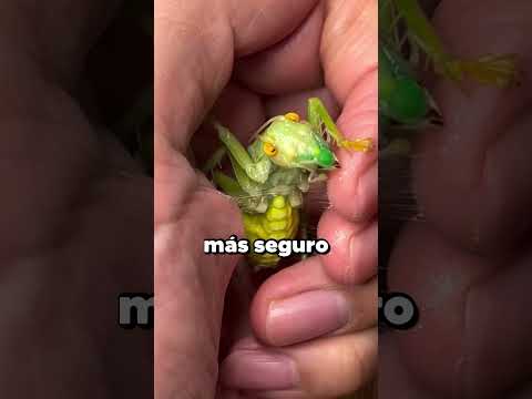 Hizo un nido en su mano