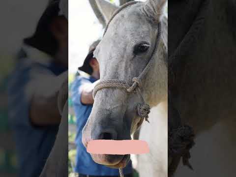 Az utolsó találkozás mamával és a lovakkal #horse