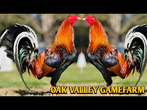 Yellow leg hatch Albany Kelso - OAK VALLEY FARM