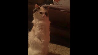 Willow The Munchkin Ragdoll Kitty spots a kitty friend and acts like a meerkat!
