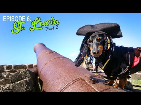 Ep 6: Crusoe's Trip to St Lucia — Wiener Dog Travels (Part 2)