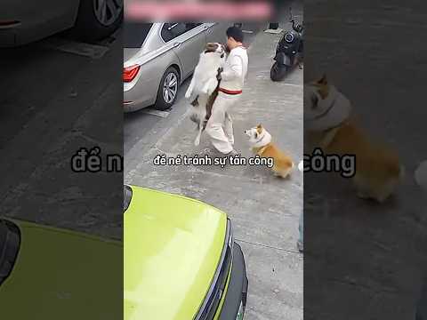Lý do mọi người nên xích chó nơi công cộng