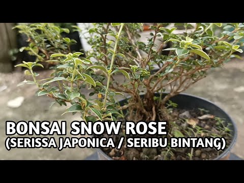 , title : 'Bonsai Bunga Seribu Bintang - Bonsai Snow Rose (Serissa Japonica)'