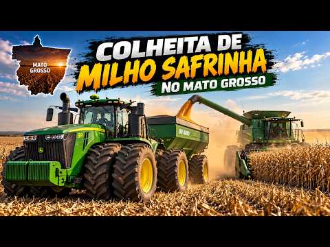 Colheita de milho safrinha no Mato Grosso!
