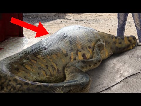10 Animals That Ate People