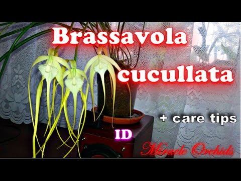 The lady of the night - Brassavola cuculata - orchid species + care tips