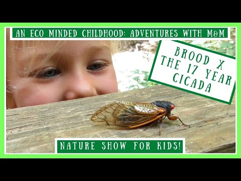 All About Nature: The 17 Year Cicada | Fun Educational Nature Show For Kids