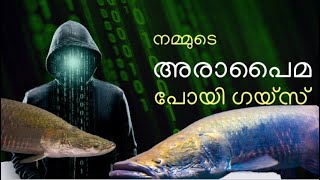 നമ്മുടെ അരാപൈമ പോയി ഗയ്‌സ് 😩😥