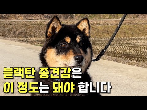 This is the level of a black-tan male masterpiece dog. l The older brother of masterpiece dog 'Ha...