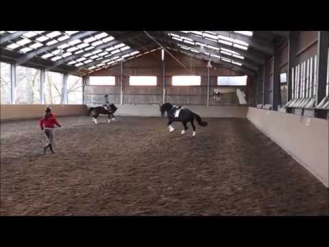 Diataro 3jähriger Wallach - Bewegungsstudie Galopp 2014