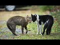 Angry Cat Fights All Cats