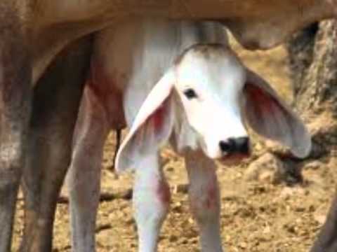 La Vaca Mariposa - Simon Diaz
