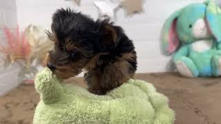 ヨークシャーテリアの動画01