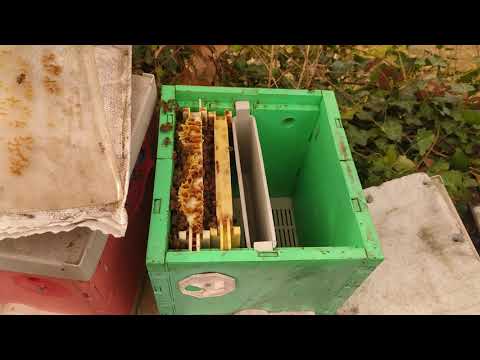 , title : 'Arılar kraliçeyi kaybettiğinde ne yapılmalı? kraliçe üretim kutusu. video 16/03/2021'