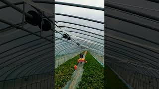 Download lagu [성주 참외] 행거로 트럭에 참외 옮겨 볼까?? mp3