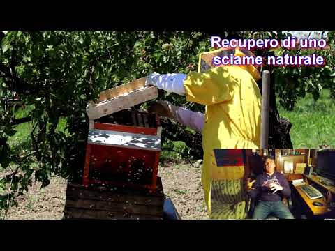 Motori, apicoltura e birra...