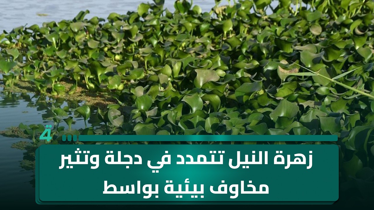 فيديو | زهرة النيل تتمدد في دجلة وتثير مخاوف بيئية بواسط