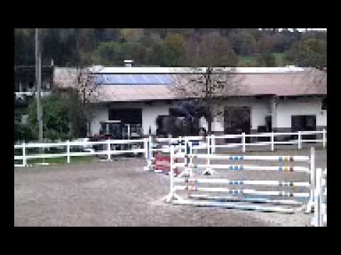 Stall Distel, 8jähriger Chacco Blue x Grozzo Z