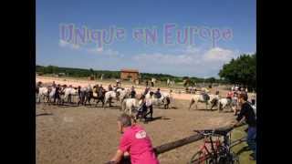 preview picture of video 'lamotte beuvron horse ball'