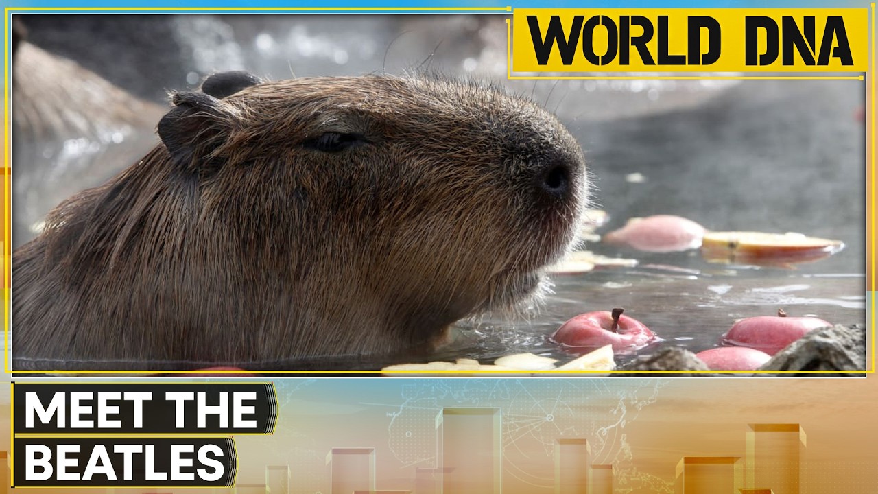 First Capybara Births in a Decade at Jerusalem's Biblical Zoo | World DNA