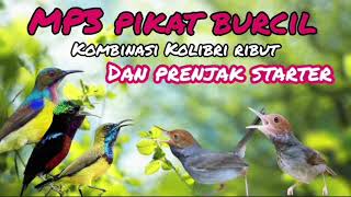 Download lagu Mp3 Pikat Burcil Kombinasi Kolibri Ribut Dan Prenjak Ribut mp3