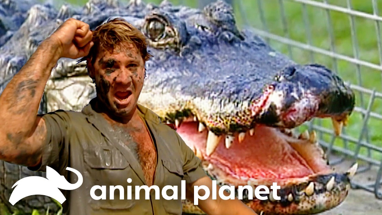 Steve Vs. The Craziest Crocs He's Ever Encountered | The Crocodile Hunter | Animal Planet